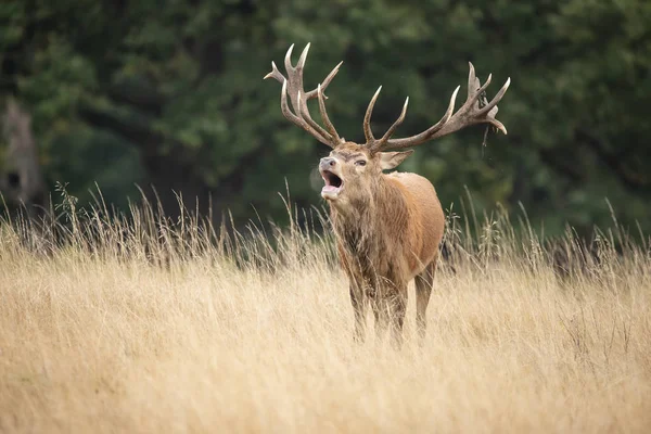 Varrás portré vörös szarvas szarvas szarvasszarvas Cervus Elaphus ősszel — Stock Fotó