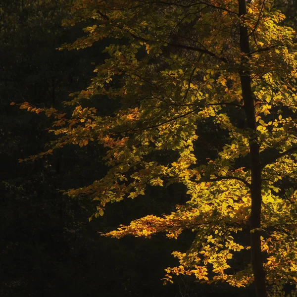 Atemberaubende Herbst Herbst bunte lebendige Waldlandschaft — Stockfoto