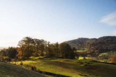 Ormanın güzel, canlı sonbahar manzarası sabahın erken saatlerinde.