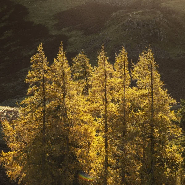 Majestuoso otoño Paisaje otoñal de alerces retroiluminados en el lago Di —  Fotos de Stock