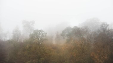 Güzelim sonbahar, sisli ormanlık arazi.
