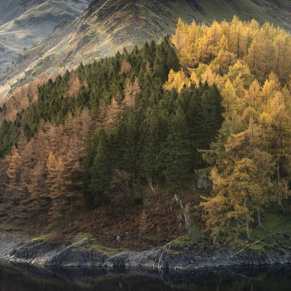 Hermosa imagen del paisaje de otoño de otoño con pino vibrante y l —  Fotos de Stock