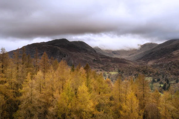 Beautiful Autumn Fall landscape of golden learch trees against d — Stock Photo, Image