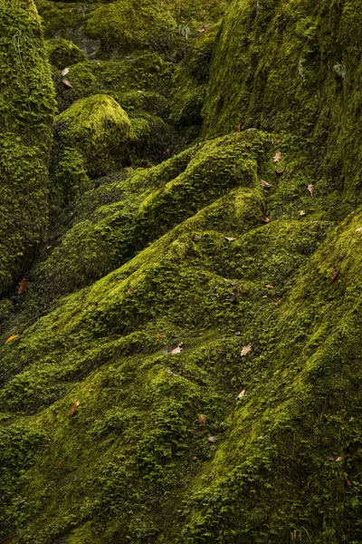 Belle image de paysage intime vert vibrant de mousse couverte — Photo