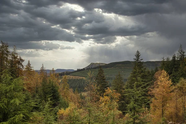 Piękny, żywy jesienny krajobraz modrzewia i sosny — Zdjęcie stockowe