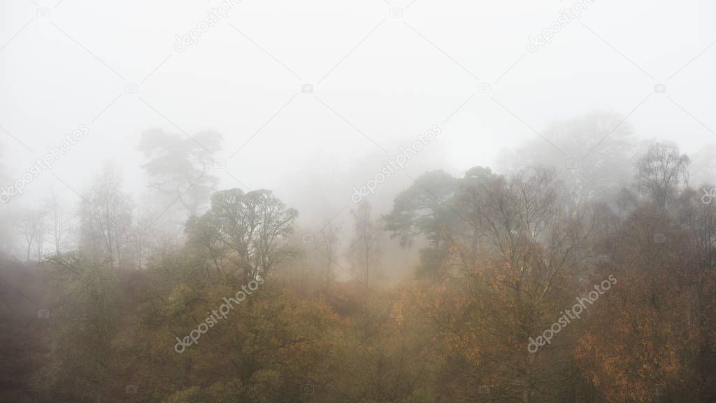 Beautiful mody Autumn Fall landscape of woodland with mist fog d