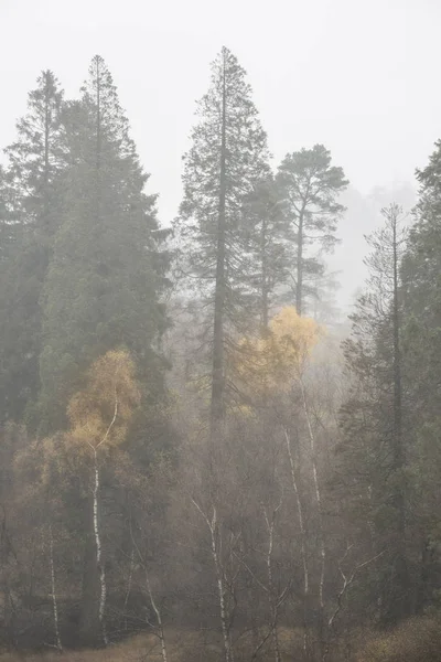 Hermoso otoño mody Paisaje de otoño de bosque con niebla de niebla d — Foto de Stock