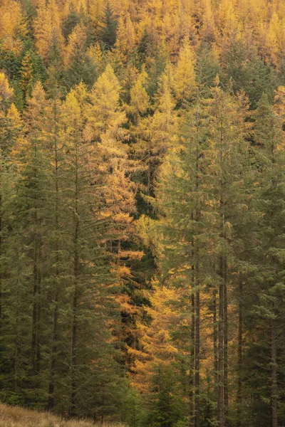 Schöne lebendige Herbstlandschaft aus Lärche und Kiefer — Stockfoto