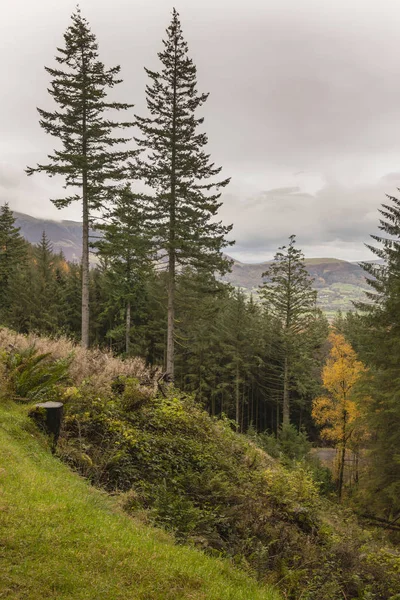 Beautiful vibrant Autumn Fall landscape of larch tree and pine t — Stock Photo, Image