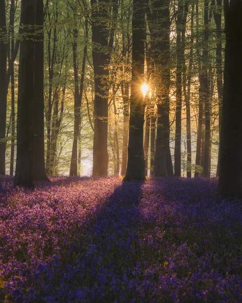 Majestätische Frühling Landschaft Bild von bunten Blauglockenblumen in — Stockfoto