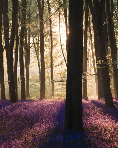 Majestic Spring landscape image of colorful bluebell flowers in — Stock Photo, Image