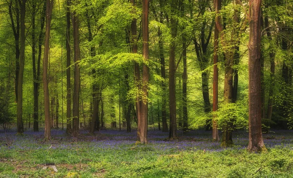 Majestatyczny Wiosna krajobraz obraz kolorowe kwiaty BlueBell w — Zdjęcie stockowe