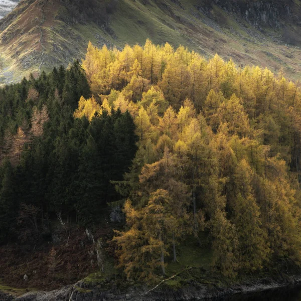 Schöne Landschaft Bild des Herbstes Herbst mit lebendigen Kiefern und l — Stockfoto