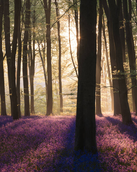 Majestic Spring landscape image of colorful bluebell flowers in Stock Photo