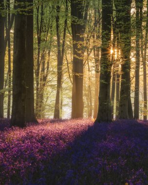 Renkli BlueBell çiçeklerinin görkemli bahar manzarası 