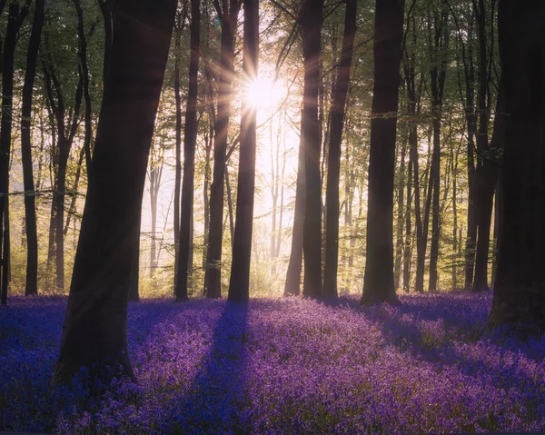 Majestueuse image de paysage de printemps de fleurs de bluebell colorées dans — Photo