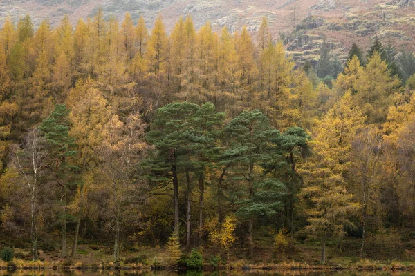 Smukke farverige pulserende Efterår Efterår Efterår Landskab billede af Blea T - Stock-foto