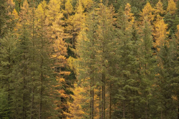 Прекрасний яскравий осінній осінній пейзаж з модрини та сосни — стокове фото