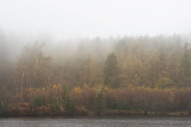 Ormanın ve gölün güzel sonbahar manzarası