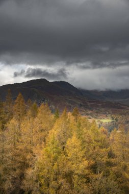 Güzel Sonbahar Sonbaharı Altın Öğrenme ağaçlarının karşısındaki manzara