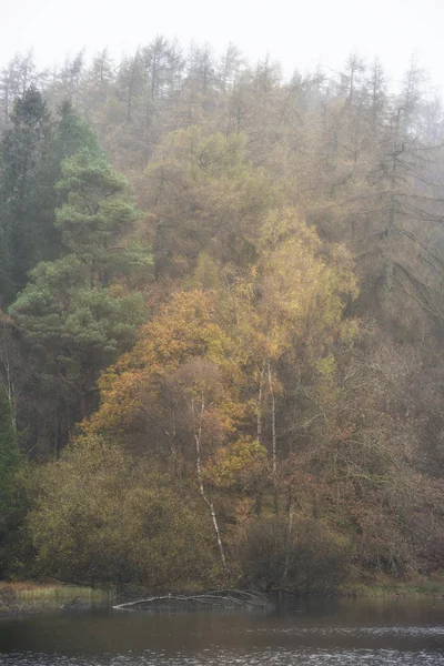 Schöne modrige Herbstlandschaft von Wald und See mit m — Stockfoto