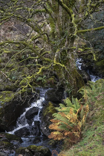Ormandaki şelalenin güzel, canlı Autun manzarası — Stok fotoğraf