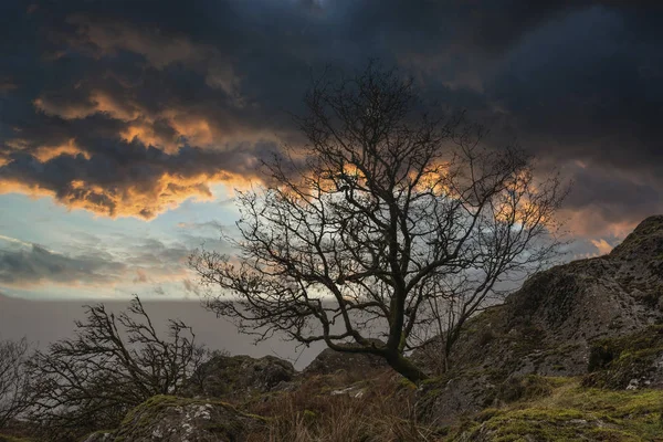 Kajestic kale boom landecape beeld tegen levendige dramatische zonsopgang — Stockfoto