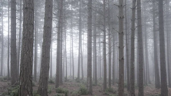 Beautiful landscape image of pine tree woodland with deep mist c — 스톡 사진