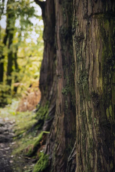 Flache Schärfentiefe Landschaftsbild Blick durch Bäume in — Stockfoto