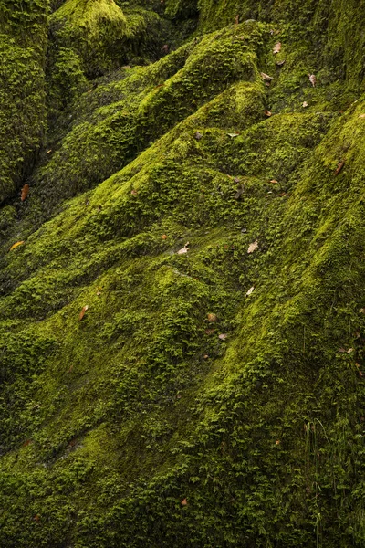 Belle image de paysage intime vert vibrant de mousse couverte — Photo