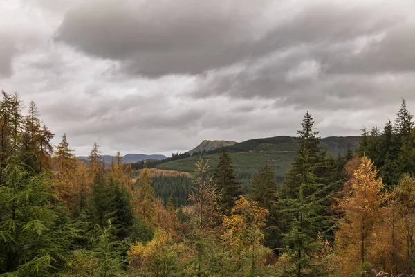 Piękny, żywy jesienny krajobraz modrzewia i sosny — Zdjęcie stockowe