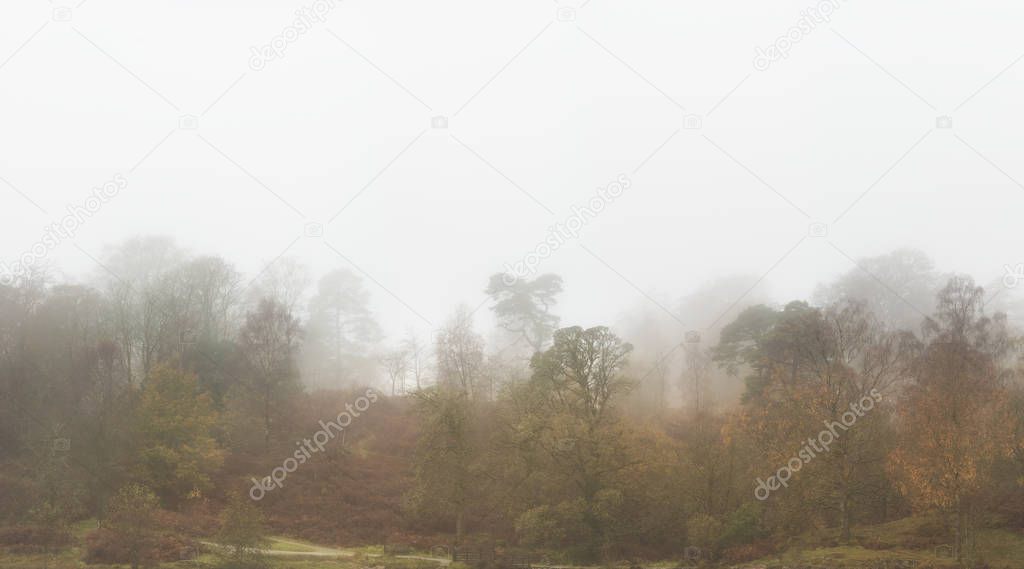Beautiful mody Autumn Fall landscape of woodland with mist fog d