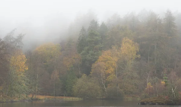 Hermoso otoño mody Paisaje de otoño de bosque con niebla de niebla d — Foto de Stock