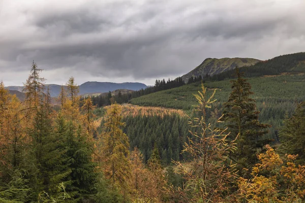 Hermoso vibrante otoño Paisaje de otoño de alerce y pino t —  Fotos de Stock