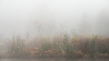 Güzelim sonbahar, sisli ormanlık arazi.