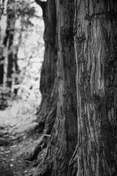 Shallow depth of field landscape image looking through trees in — Stock Photo, Image