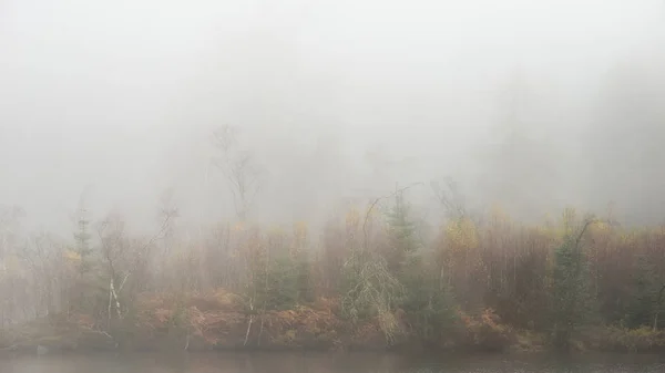 Beautiful mody Autumn Fall landscape of woodland with mist fog d — Stock Photo, Image