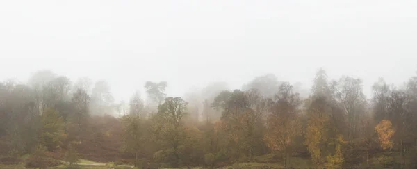 Beautiful mody Autumn Fall landscape of woodland with mist fog d — Stock Photo, Image