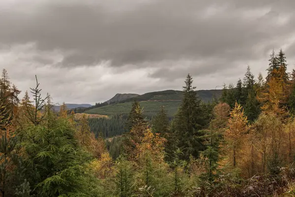 Beau paysage vibrant automne automne de mélèze et pin t — Photo