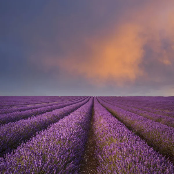 Atemberaubend Warmer Sommersonnenuntergang Über Epischen Lavendelfeldern — Stockfoto