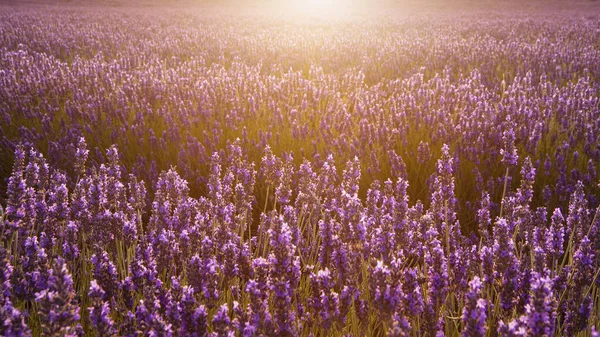 Atemberaubend Warmer Sommersonnenuntergang Über Epischen Lavendelfeldern — Stockfoto