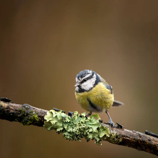 Bella Immagine Blue Tit Uccello Cyanistes Caeruleus Branich Primavera Sole — Foto Stock