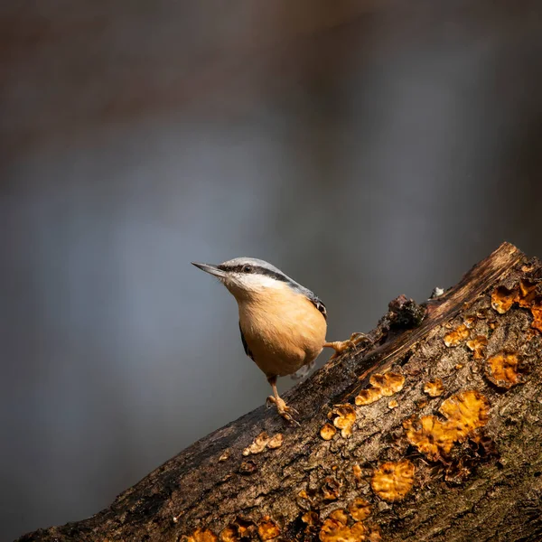 Belle Sur Nuthatch Oiseau Jardin Sitta Europaea Soleil Printemps Sur — Photo