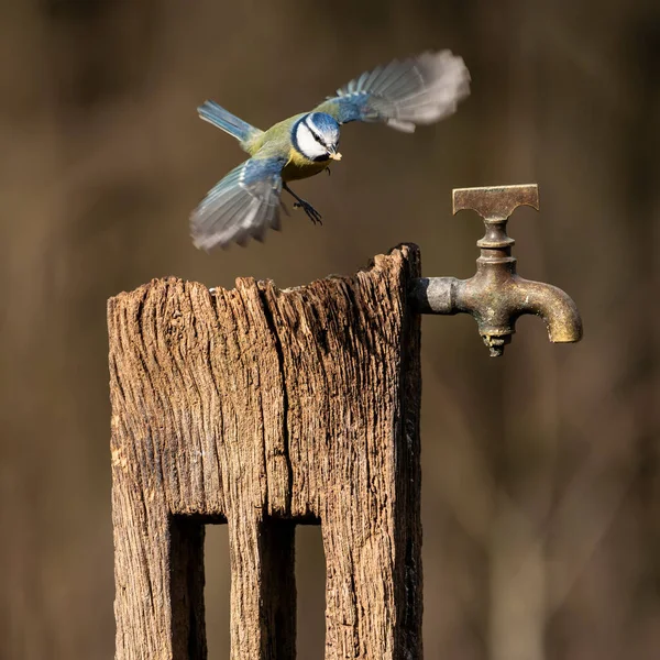 Beautiful Image Blue Tit Bird Cyanistes Caeruleus Wooden Post Rusty — Stock Fotó