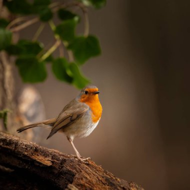 Robin Red Göğüs Kuşu Erithacus Rubecula 'nın güzel görüntüsü bahar güneşinde dalda