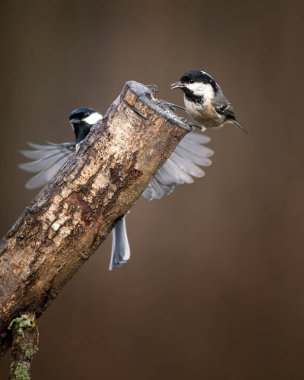 Beautiful image of Coal Tit bird Periparus Ater in garden on branch in Spring sunshine