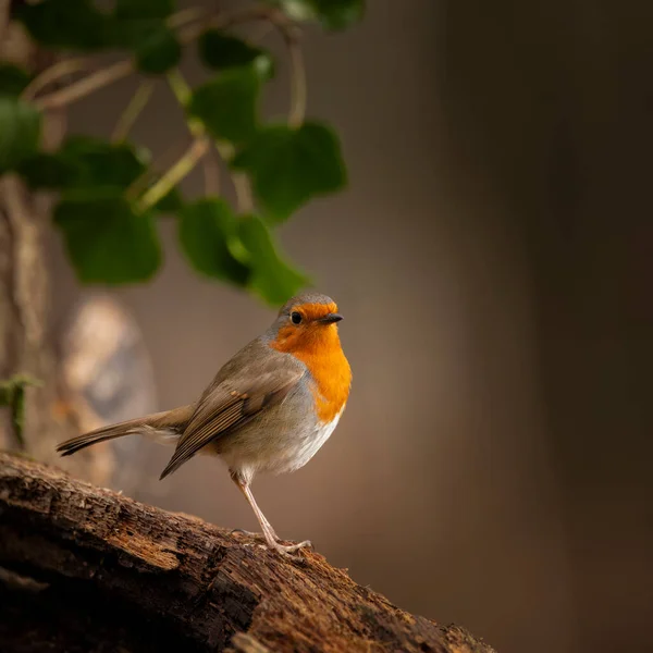 Robin Red Göğüs Kuşu Erithacus Rubecula Nın Güzel Görüntüsü Bahar — Stok fotoğraf