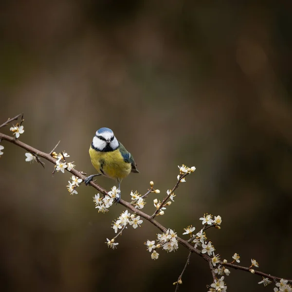 Hermosa Imagen Blue Tit Pájaro Cyanistes Caeruleus Branich Primavera Sol —  Fotos de Stock