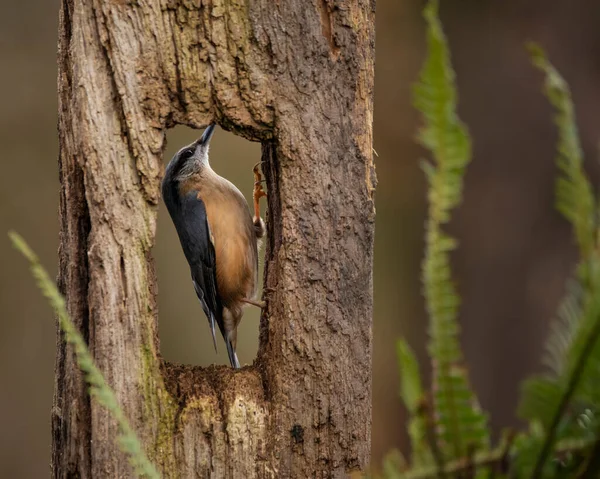 Vacker Nuthatch Trädgård Fågel Sitta Europaea Vårsolen Gren Träd — Stockfoto