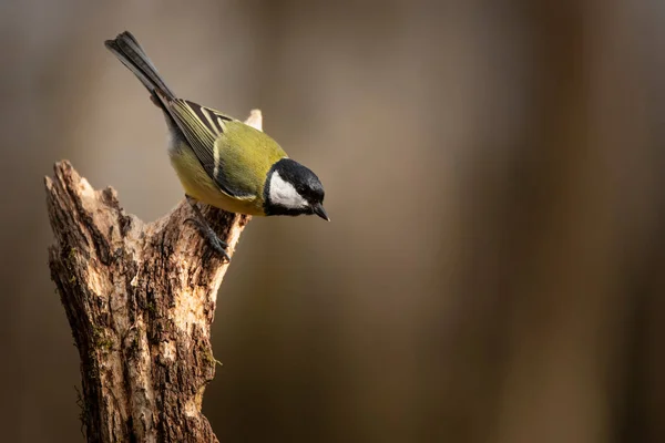 Beautiul Great Tit Bird Parus Major Rama Primavera Sol Jardín —  Fotos de Stock